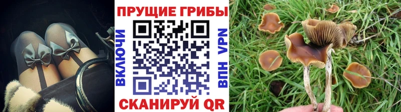 Галлюциногенные грибы Psilocybe  дарнет шоп  Котовск 